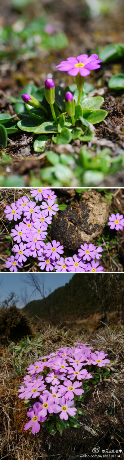 束花粉报春Primula fasciculata