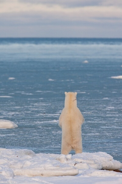 北极熊。狂乱和孤单。