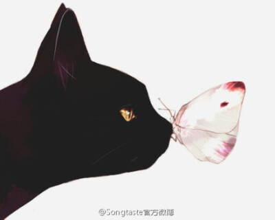 黑猫和花蝴蝶