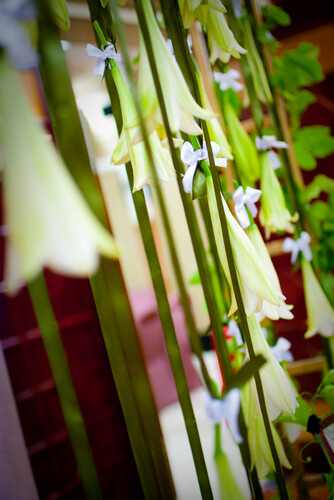 来源：知名花艺师郭少静