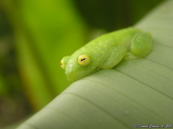 Cricket Glass Frog