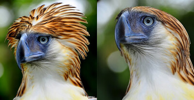 Philippine Eagle