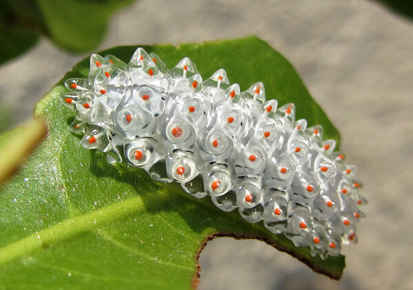 Jewel Caterpillar