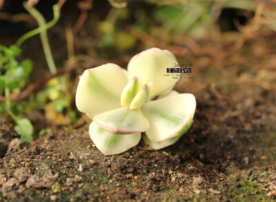 三色花月锦Crassula portulacea f.variegata