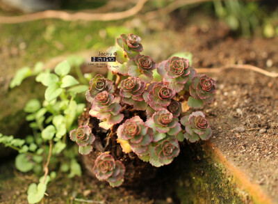 小球玫瑰Sedum spurium cv.&#39;Dragon&#39;s Blood&#39;