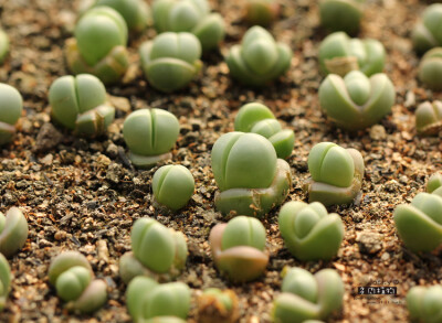 金铃 argyroderma roseum var.delaetii