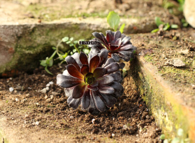 黑法师 Aeonium arboreum_v_rubrolineatum