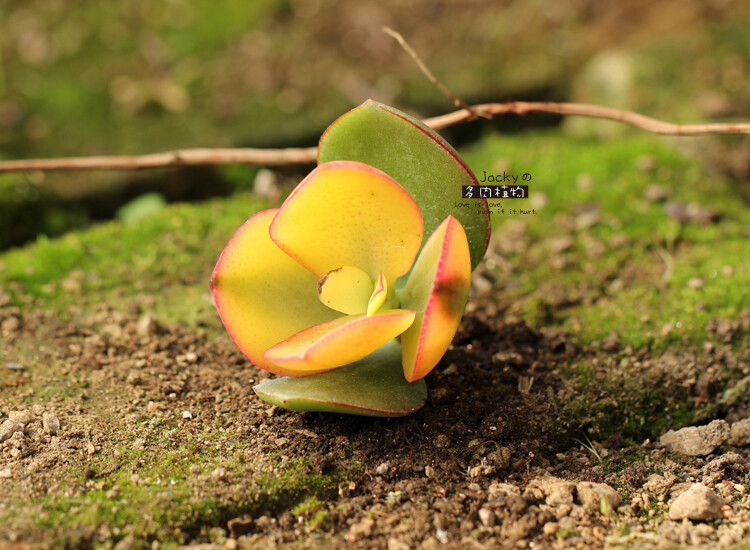 新花月锦 Crassula obliqua f. variegata