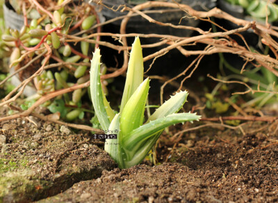 不夜 "城錦 Aloe mitriformis variegata