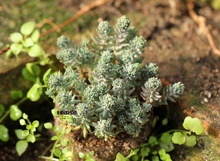 塔松 Sedum Reflexum Sandy&#39;s Silver Crest