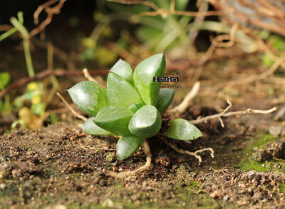 达摩大型绿寿杂交Haworthia