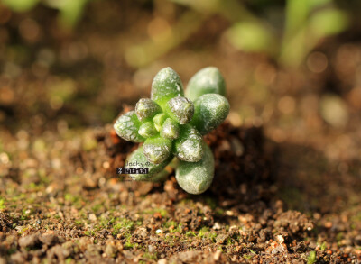 玉莲、群毛豆 Sedum furfuraceum