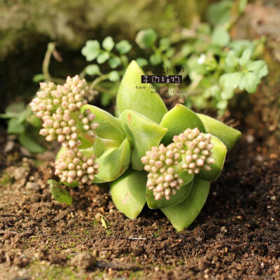 巴御前 Crassula bride&#39;s bouquet