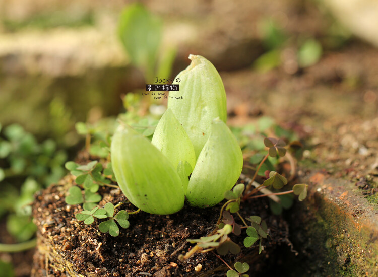 玉翡翠Bulbine mesembryanthoides