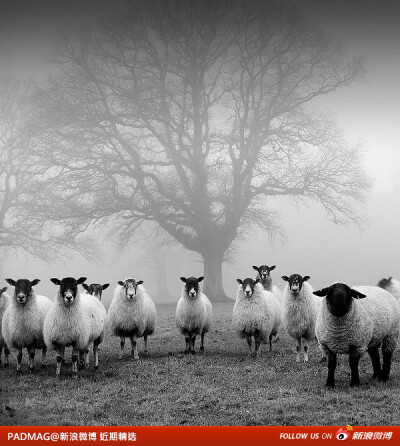 PADMAG@新浪微博 近期精选(030512)【摄影】《Sheep》，来自Flickr用户John Trent，拍摄于英国，http://t.cn/zOqg3buPADMAG的新浪微博（@视觉艺术）：http://weibo.com/padmag，点击阅读全文可见更多内容。