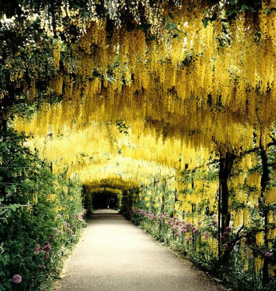 汉普顿宫花园，棚架上是黄色紫藤，小路两边种的粉色大花葱。