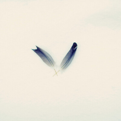 Fly feathers。