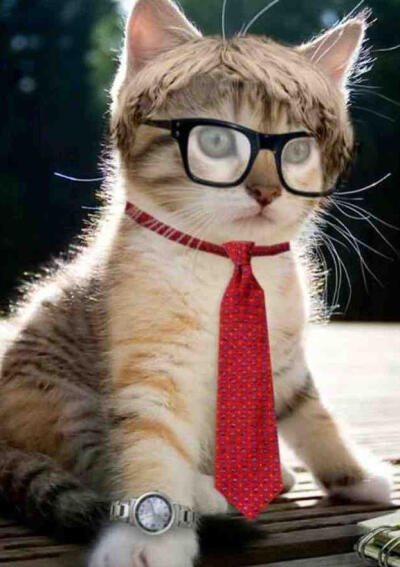 商务范儿喵星人