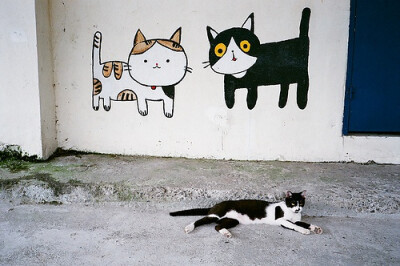 日本街头的猫猫，小白和小黑的新朋友小奶牛？