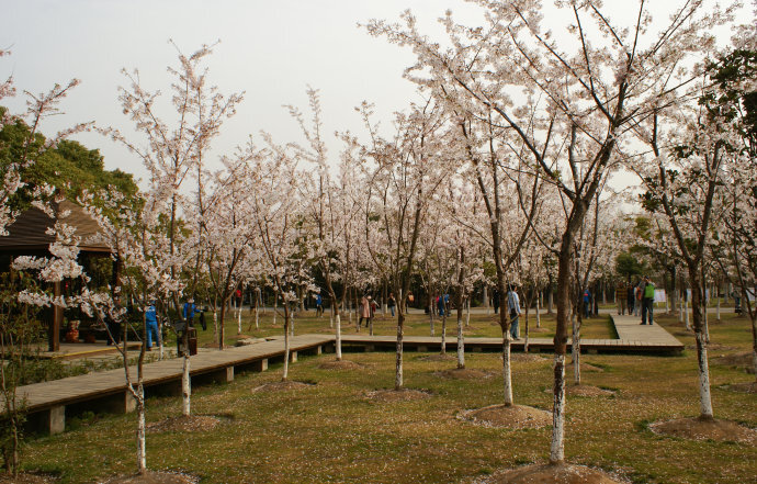 顾村公园赏樱