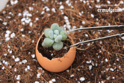 DIY-多肉植物-鸡蛋壳的回收利用