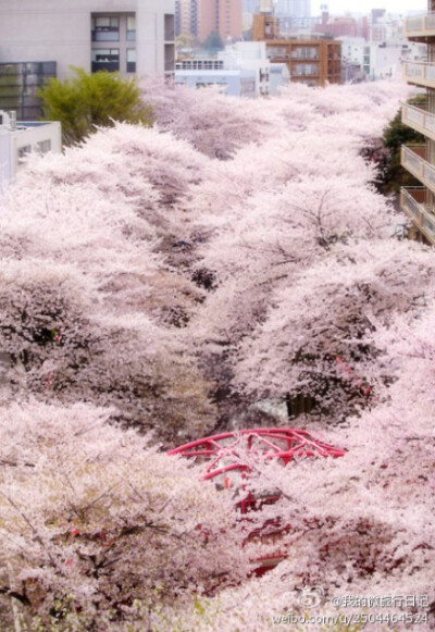 樱花，一种不吝啬的美~~ Position: 日本 把街道都盖住了~