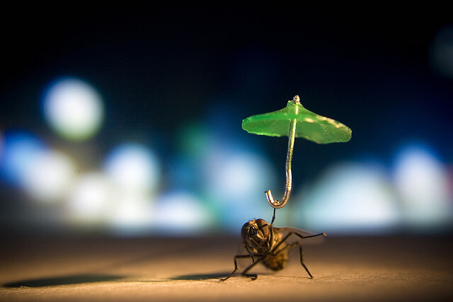 nocturnal rain dance