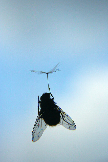 i believe i can fly oh. damn it, i am a fly