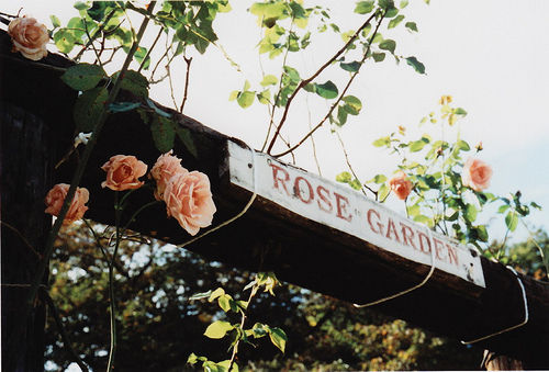 rose garden