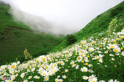 漫山遍野的雏菊