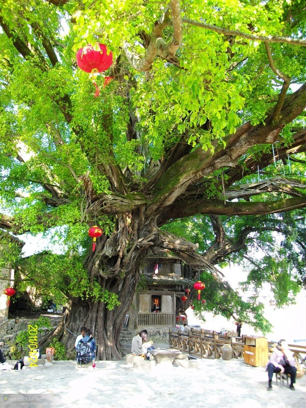 南靖云水谣旁种的榕树，有300-400年历史了，在南靖还有很多这样的榕树，希望能保护好他们。