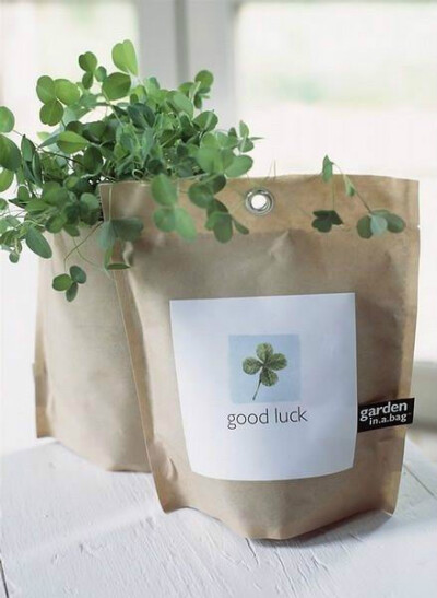 三叶草的约定 谁都不许忘记