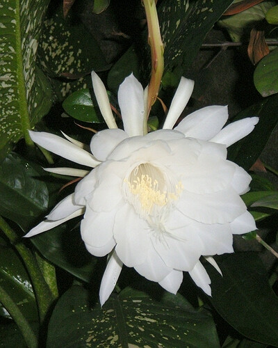 昙花，花语:刹那间的美丽，一瞬间的永恒。