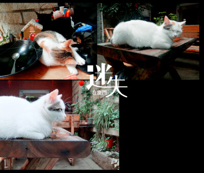 厦门的猫，它有无敌的侧脸