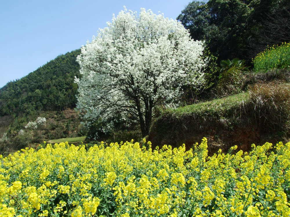 花们