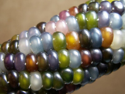 The story of glass gem corn. Seedsman Greg Schoen got the seed from Carl Barnes, a part-Cherokee man, now in his 80's, in Oklahoma. He...