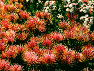 帝王花Protea cynaroides 当然是普洛蒂亚家族中最知名的品种，也是被誉为全世界最富贵华丽的鲜切花。在南非， 帝王花 更被敬为国花。事实上，她几乎成了普洛蒂亚花系的代名词。