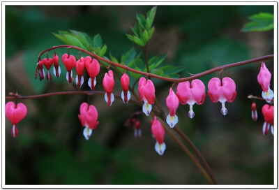 荷包牡丹。 紫堇科，荷包牡丹属 异名：Dielytra spectabilis (L.) DC. Fumaria spectabilis L. Lamprocapnos spectabilis (L.) Fukuhara Hedycapnos spectabilis Planch. 别名：耳环花，荷包花，荷苞牡丹，活…