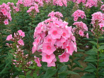 中名：福禄考 学名：Phlox drummondii Hook. 科属：花荵科、福禄考属 地区分布： 福禄考原产北美南部，现世界各国广为栽培。