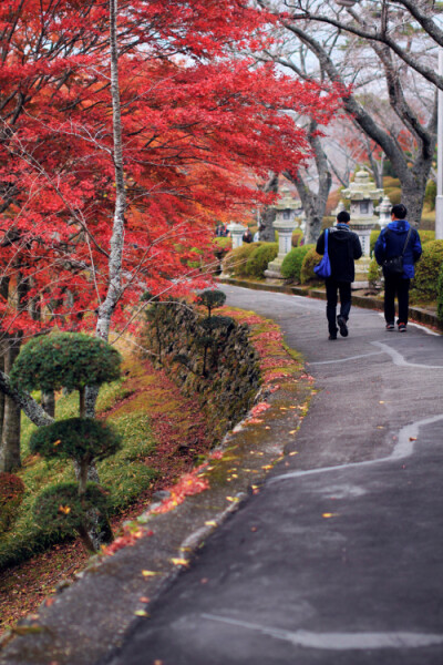 京都。去年曾在那片灿烂里感叹，几乎忘记按下快门，忘记呼吸，只因为京都的红叶。