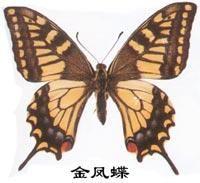 金凤蝶（Papilio machaon）的幼虫取食茴香和胡萝卜等，所以俗名也叫茴香凤蝶或胡萝卜凤蝶。它的幼虫在藏医药典中称“茴香虫”，夏季可以在茴香等伞形科植物上捕捉，以洒醉死，焙干研成粉，备用，有理气，止痛和止呃…