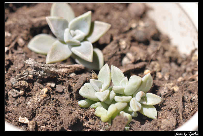 同事给的宝石花，应该是胧月