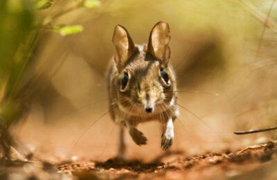 象鼩(elephant shrew)体型娇小，同时又要不停活动，令其总是觉得饥肠辘辘。由于森林中到处潜伏着象鼩的敌人，在外活动危险重重，这个小家伙采取了一种非常高明的捕食之道。象鼩会在其经常出没的两个觅食地点之间留下…