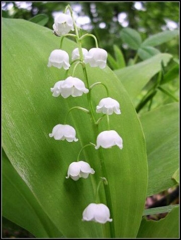 铃兰（Lily of the Valley）铃兰也被称为“女人的眼泪”（Our Lady's tears）。它看起来像一串小铃铛，安静且有魅力。但是，如果任其疯长的话，它会像野草一样长得到处都是。