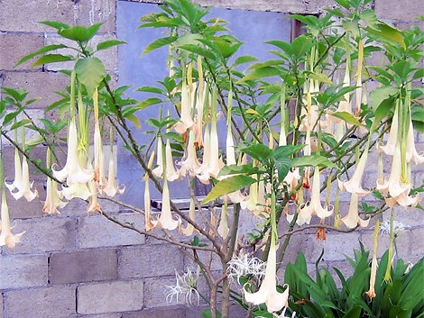 “天使的号角”“天使的号角”学名“Brugmansia”，是植物王国最有可能让人变成僵尸的可怕家伙。这种植物会开出美丽而下垂的喇叭花，原产自南美洲，含有一系列强大的毒素、颠茄碱、天仙子胺以及车莨菪碱。 正如2007年VBS电视台纪录片《哥伦比亚恶魔的呼吸》(Colombian Devil's Breath)所描述的那样，哥伦比亚的罪犯从“天使的号角”中提取车莨菪碱并制成强效药，这种强效药会让人根本不知道自己在做什么，即使他们处于完全有意识状态。 车莨菪碱能够穿过皮肤和粘膜被人体吸收，这就允许罪犯只需简单地将含有车莨菪碱的粉末吹到目标人物脸上便可达到目的。《哥伦比亚恶魔的呼吸》为观众