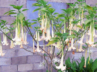 “天使的号角”“天使的号角”学名“Brugmansia”，是植物王国最有可能让人变成僵尸的可怕家伙。这种植物会开出美丽而下垂的喇叭花，原产自南美洲，含有一系列强大的毒素、颠茄碱、天仙子胺以及车莨菪碱。 正如…