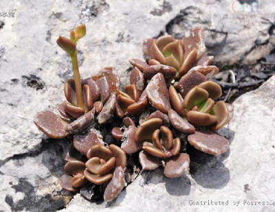 Sinocrassula indica (Decne.) Berger