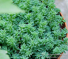 【科普一下】薄雪万年草（Sedum hispanic…