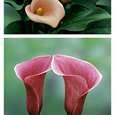 马蹄莲Calla lily，天南星科球根花卉。原…