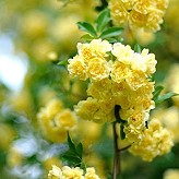 木香薔薇Rosa banksiae lutea